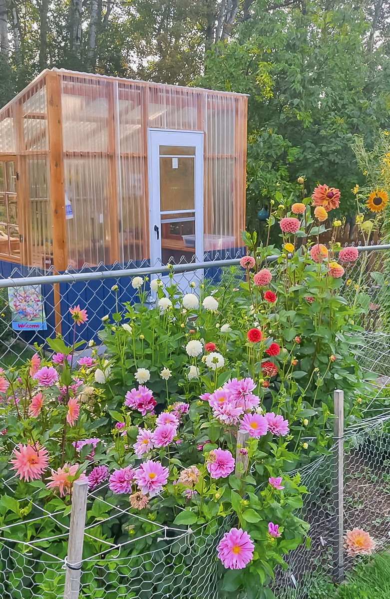 greenhouse dahlia garden